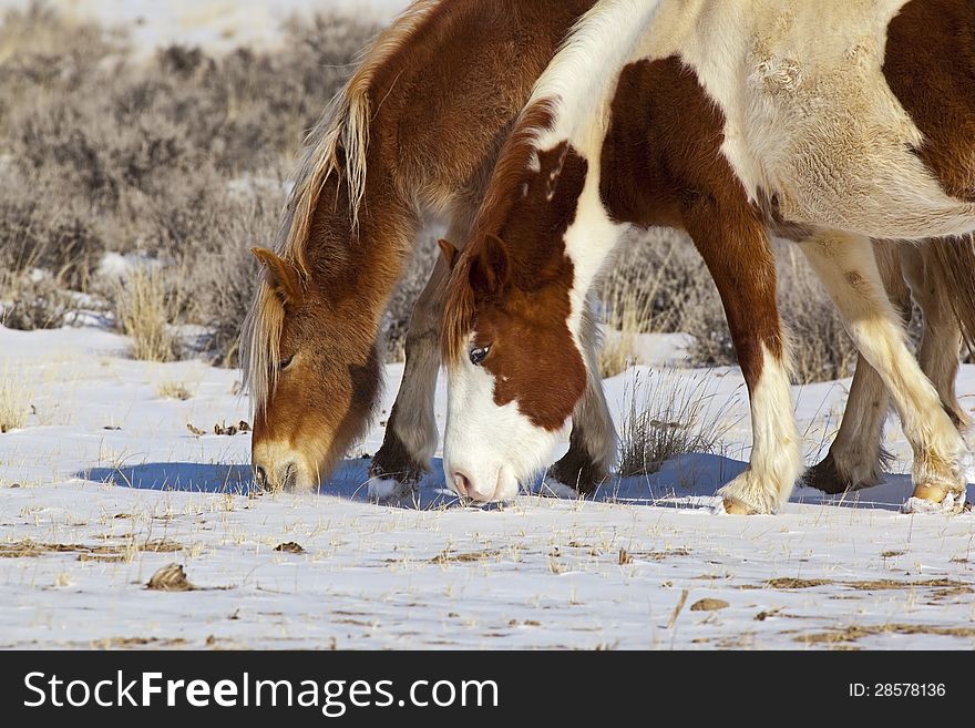 The wild horse of Wyoming are called mustangs and survive in the high deserts country. The wild horse of Wyoming are called mustangs and survive in the high deserts country.