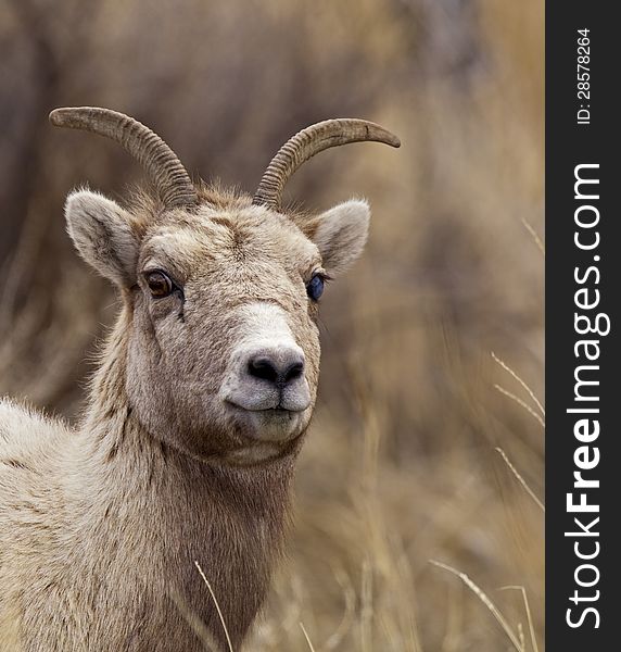 Big Horn Sheep ewe