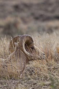 Big Horn Sheep Ram At Rest Royalty Free Stock Photos