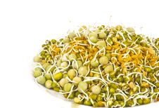 Sprouted Seeds Stock Photos Sprouted Seeds Stock Photos