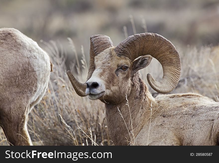 The Bighorn Sheep rams in Wyoming can scale the volcanic formations in the Absaroka Front. The Bighorn Sheep rams in Wyoming can scale the volcanic formations in the Absaroka Front.