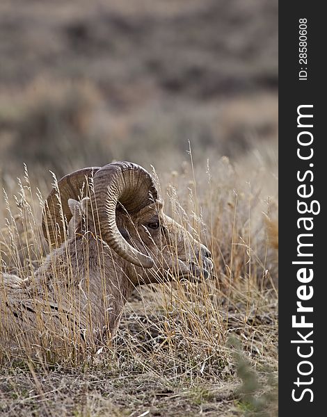 The Bighorn Sheep ram rests while grazing in the dry winter Wyoming grass of the rugged and rocky Absaroka Front mountains. The Bighorn Sheep ram rests while grazing in the dry winter Wyoming grass of the rugged and rocky Absaroka Front mountains.