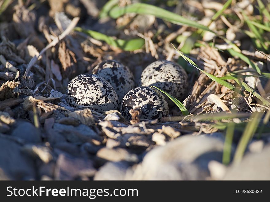 This Killdeer birds nest is hidden in plain sight with four eggs. This Killdeer birds nest is hidden in plain sight with four eggs.