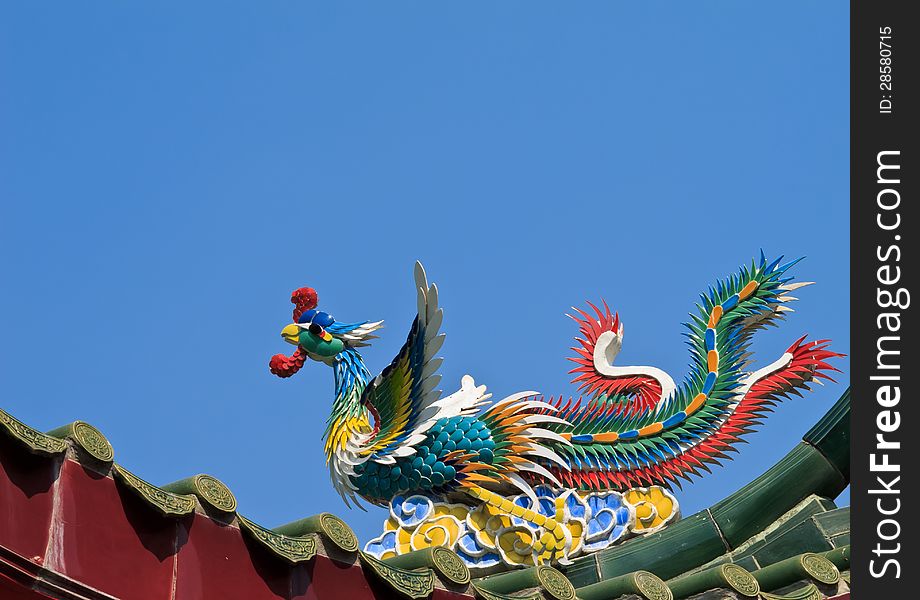 Colorful Chinese peacock on the blue sky background