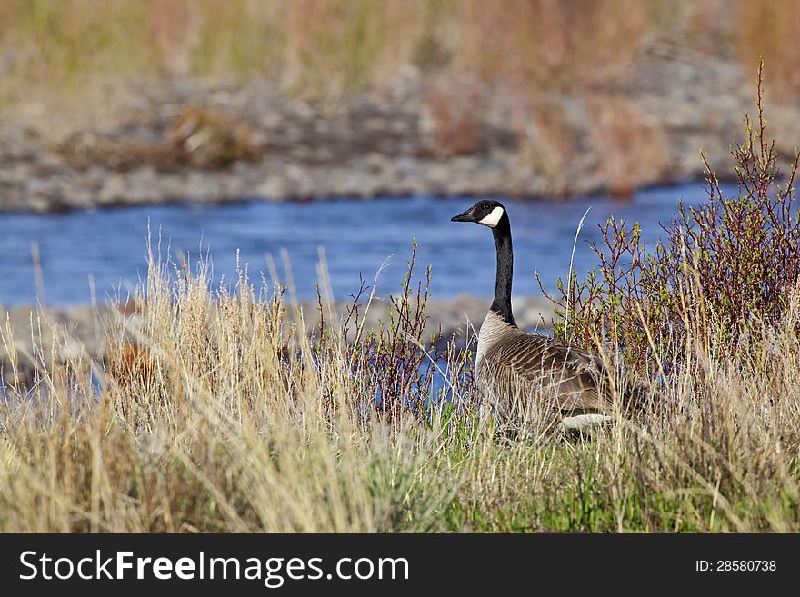 Canada Goose is bedded down in the grass along the river and watches for danger.