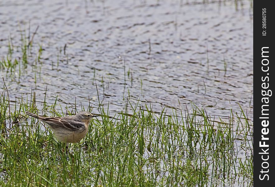 The American Pipit is feeding in the wetlands grasses. The American Pipit is feeding in the wetlands grasses.