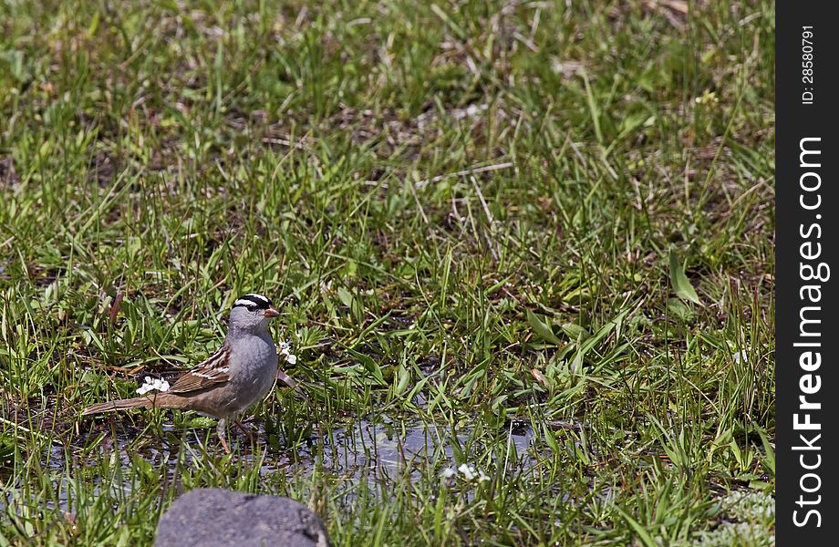 White-crowned Sparrow Zonotrichia leucophrys