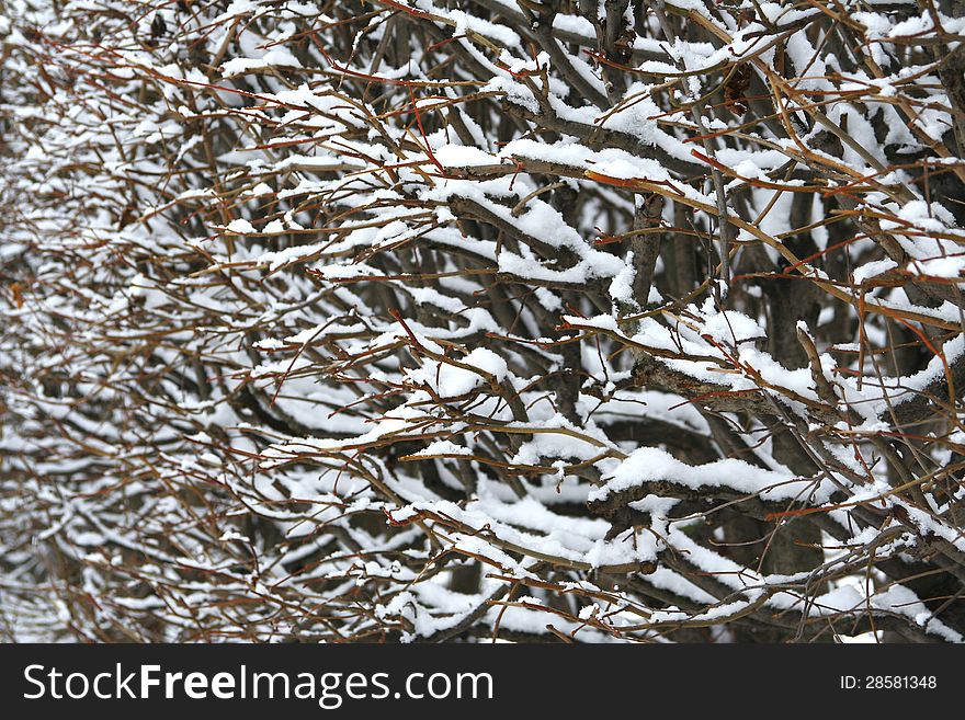 The branches of a bush, covered with snow. Background, texture. The branches of a bush, covered with snow. Background, texture