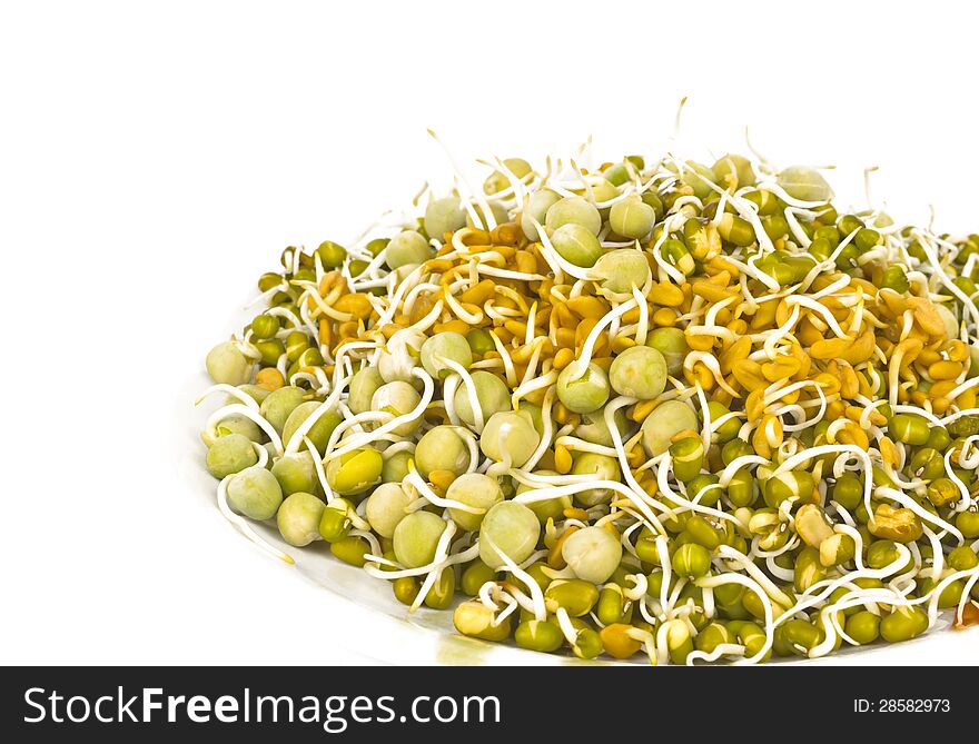 Sprouted legume seeds in a plate on white background. Sprouted legume seeds in a plate on white background.