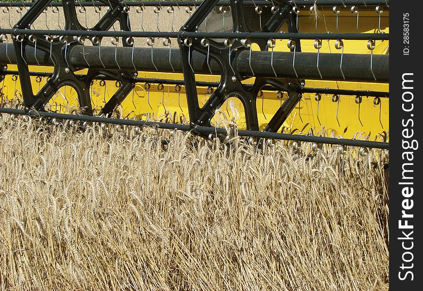 Wheat field harvesting with agricultural machinery