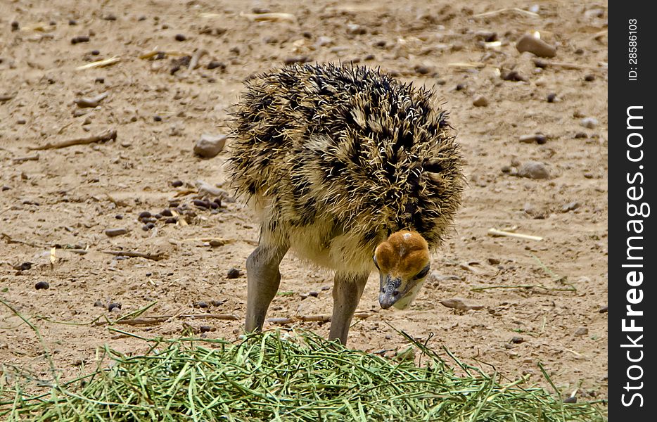 African ostrich is inhabiting in the famous Israeli Nature Reserve, 25 km north of Eilat. African ostrich is inhabiting in the famous Israeli Nature Reserve, 25 km north of Eilat