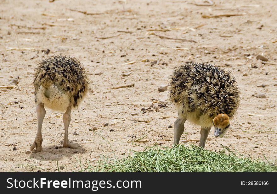 Just Hatched Chicks Of African Ostrich