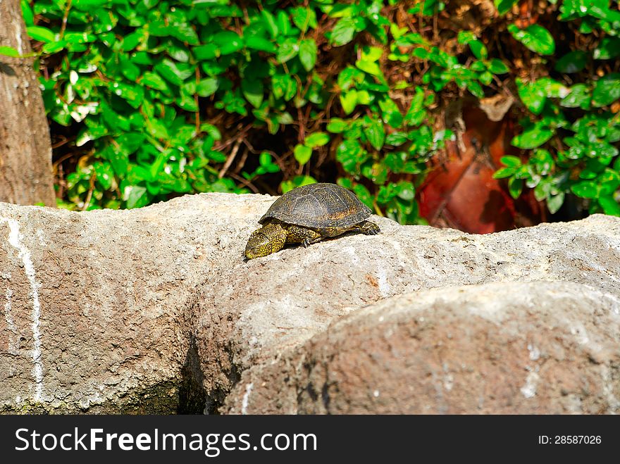Yellow brown turtle with long neck and spotted armor