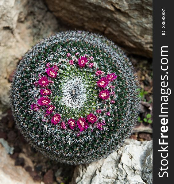Blooming cactus in the natural environment