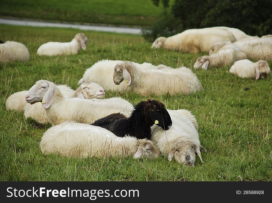 Lambs resting in the grass. Lambs resting in the grass