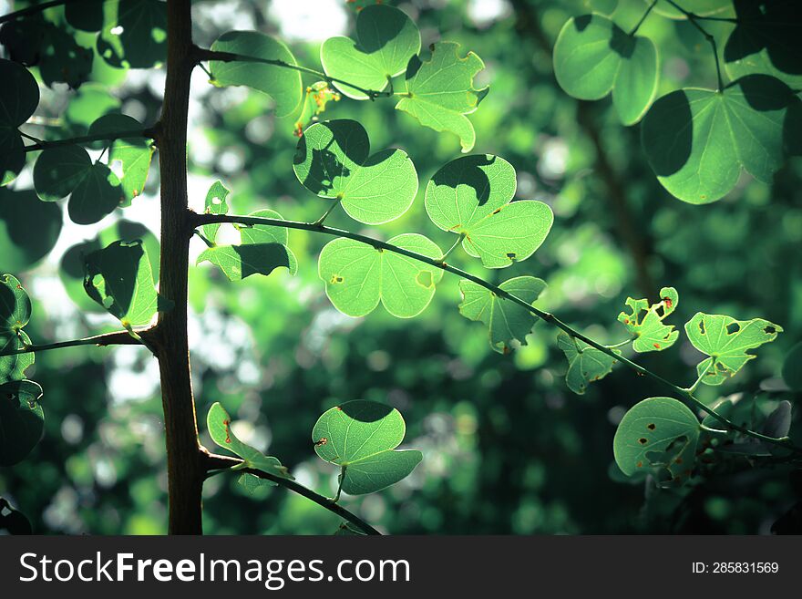 Nature s Embrace: Close-Up of Lush Green Leaves Branches