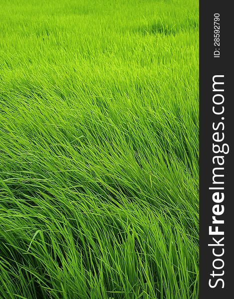 Paddy Rice In Green