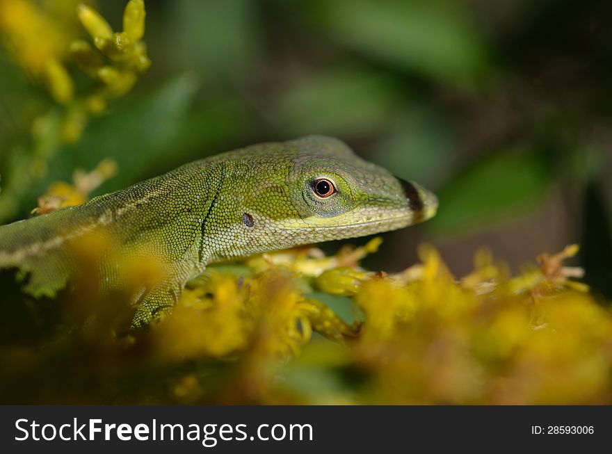 Close up of a common garden lizard