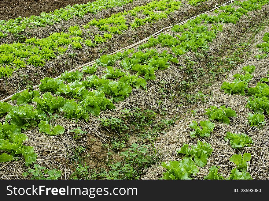 Vegetable Planting