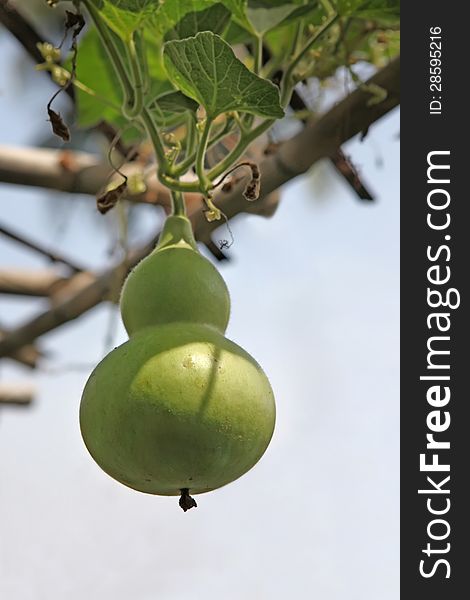 Green gourd - Lagenaria siceraria. Growing in the garden,