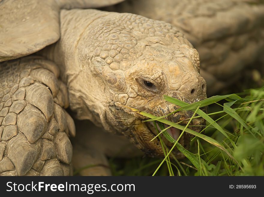 Portrait of a giant tortoise that eat grass..Detailed view of the head with an open mouth. Portrait of a giant tortoise that eat grass..Detailed view of the head with an open mouth.