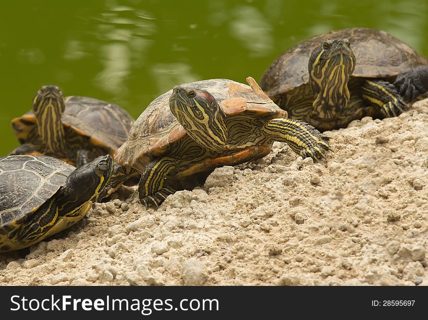 A beautiful turtle family that sticks out of the water on a sand bank