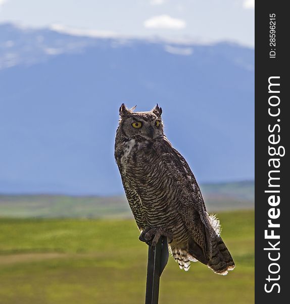 The Great Horned Owl is perched on a metal fence post with the rugged Beartooth mountains in the background. The Great Horned Owl is perched on a metal fence post with the rugged Beartooth mountains in the background.