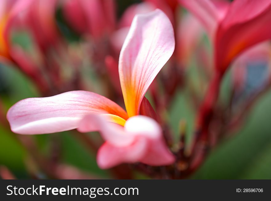 Frangipani Flower