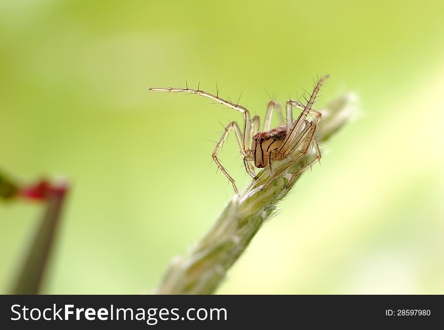 Very small spiders, ready for jumping.