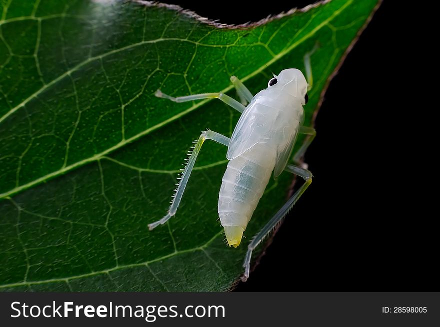 Crystal transparent but active cicadas larvae. Crystal transparent but active cicadas larvae.