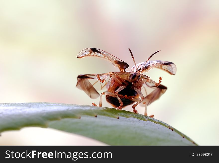 A tortoise beetle spread his wings and ready to fly.