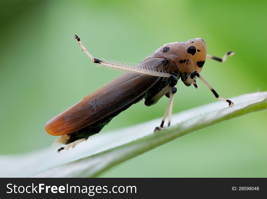 Bighorn Cicada