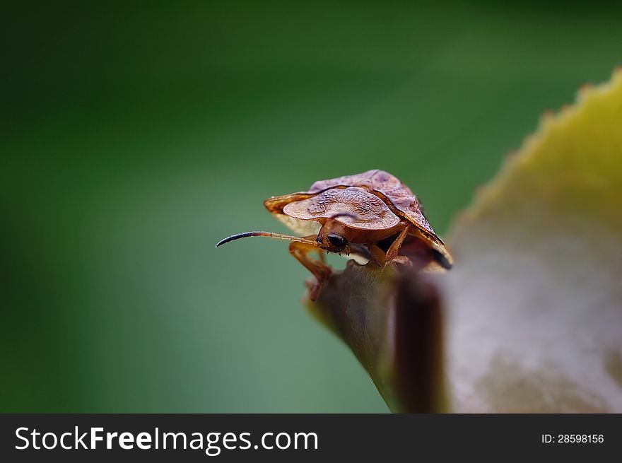 A tortoise beetle walking on the edge of the green leaves.