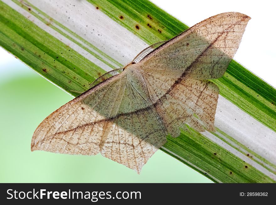 A small moth open his wings in sunlight.