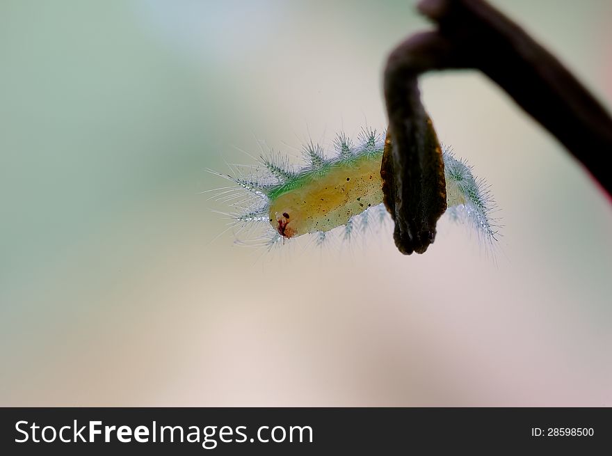 Thosea Sinensis&x28;Spiny Worm&x29;larval