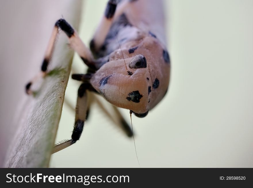 Bighorn Cicada