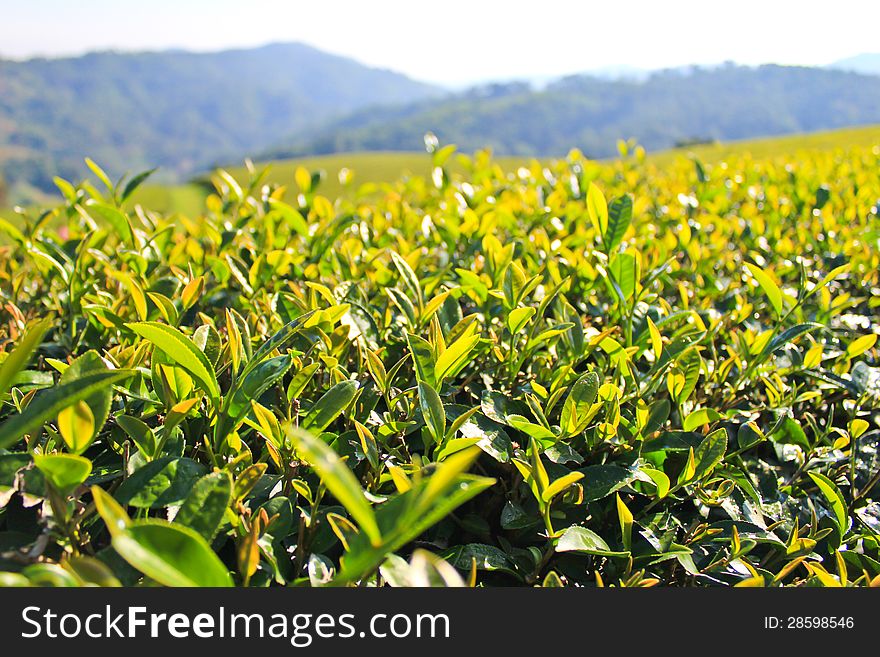 Most tea plantation at Doi Mae Salong in Chiang Rai, Thailand. Most tea plantation at Doi Mae Salong in Chiang Rai, Thailand