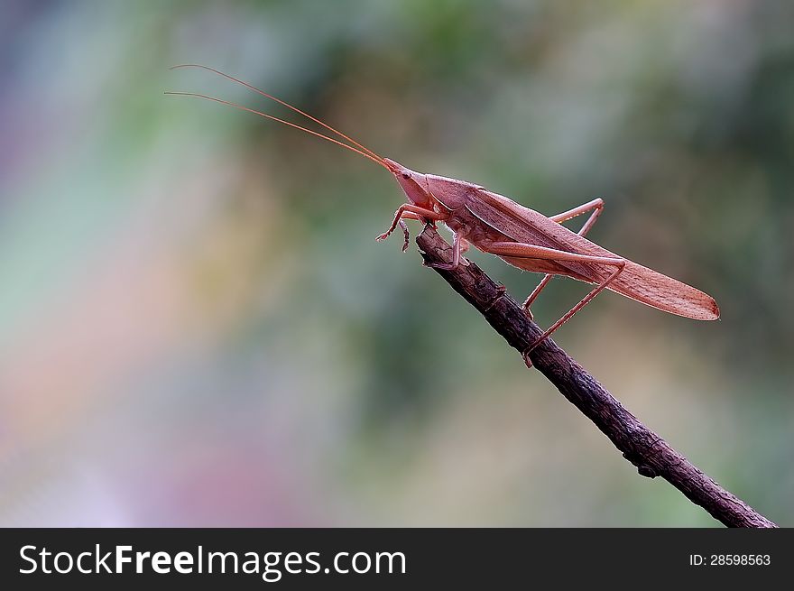 Tettigonioidea Or Grasshopper