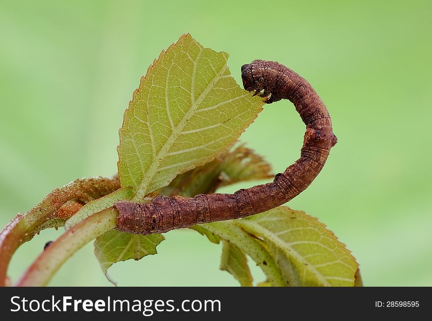 Geometridae insects larvae collectively,when action like an arch bridge. Geometridae insects larvae collectively,when action like an arch bridge.