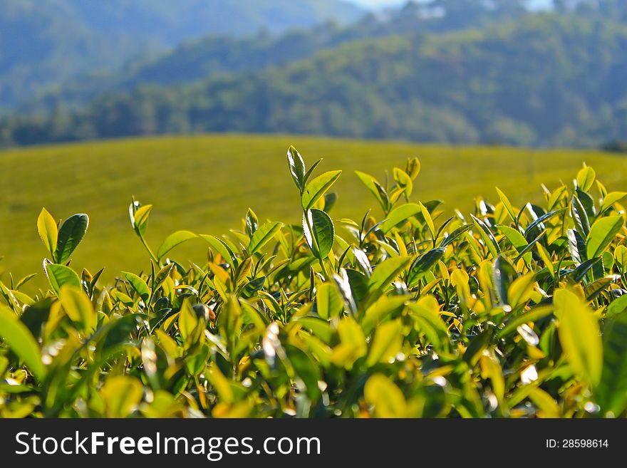 Most tea plantation at Doi Mae Salong in Chiang Rai, Thailand. Most tea plantation at Doi Mae Salong in Chiang Rai, Thailand