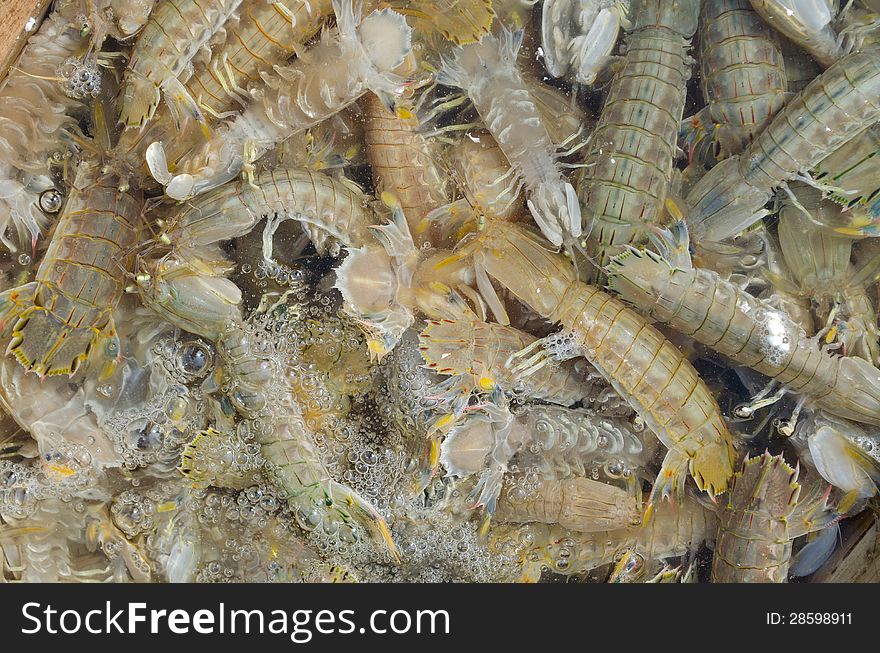 Close-up for fresh mantis shrimp in water,in the seafood market