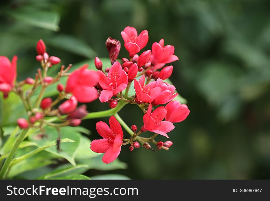 Beautiful and natural red Flower
