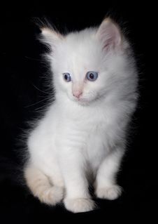 Doll-Face White Kitten Royalty Free Stock Photo Doll-Face White Kitten Royalty Free Stock Photo