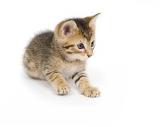 Tabby Kitten Playing Stock Image