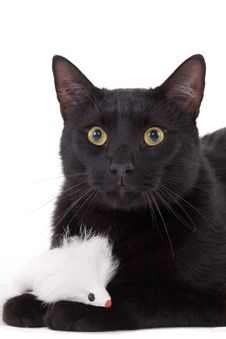 Black Cat & White Mouse Stock Image