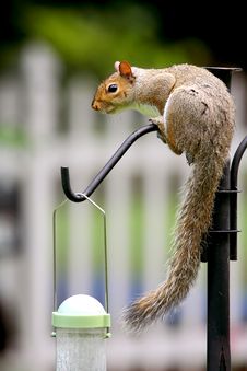 Eastern Grey Squirrel Stock Images