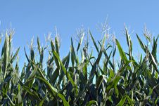 Corn 1 Stock Photography Corn 1 Stock Photography