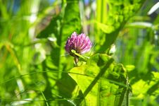Red Clover And Green Grass Stock Image Red Clover And Green Grass Stock Image