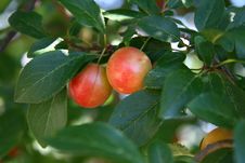 Cherry Plum Stock Photography Cherry Plum Stock Photography