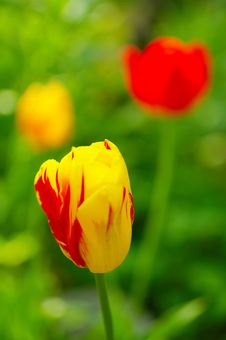 Tulip Yellow Stock Photo Tulip Yellow Stock Photo